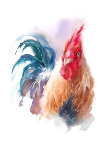 Rooster Watercolor