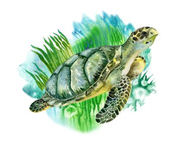 Turtle Watercolor